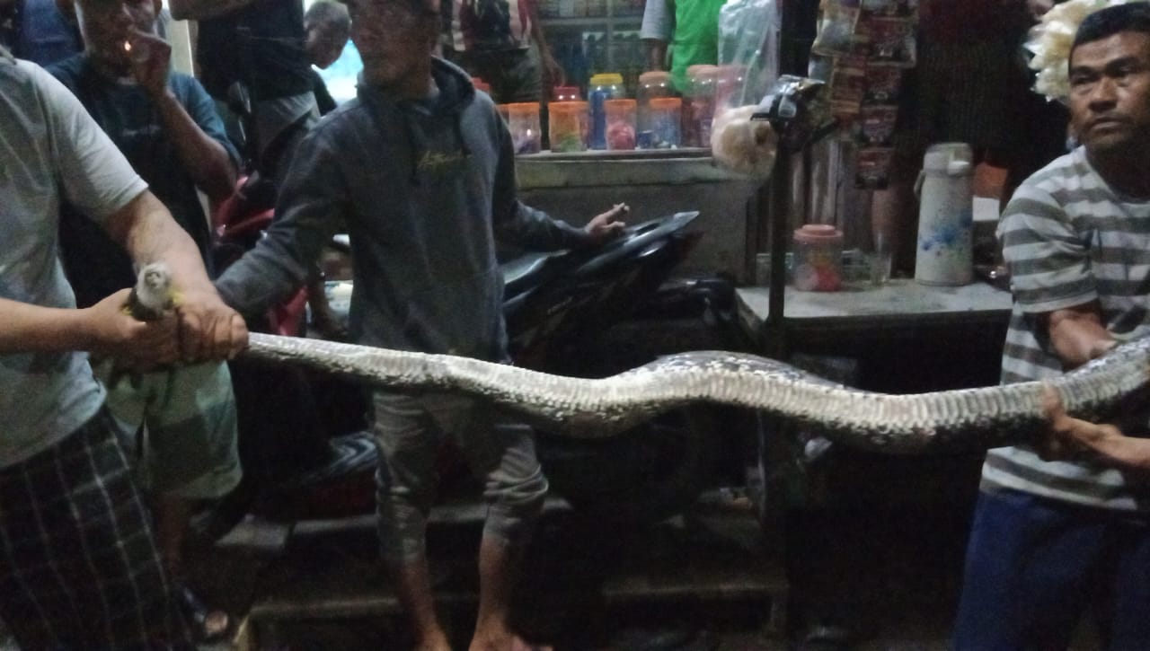 Ular Sanca 3,5 M Bikin Heboh Warga Kebon Pala  RW 014 Pejagalan