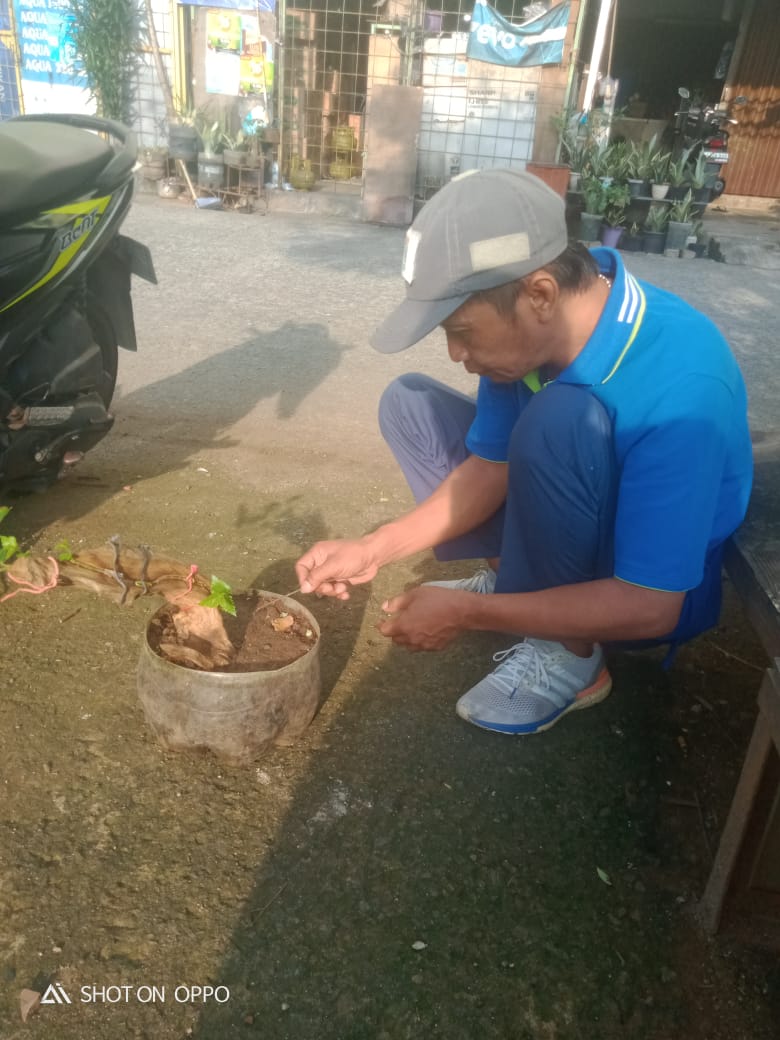 “Menghidupkan Pertanian Perkotaan di Superblok: Kisah Om Geong di Rusunawa Persaki”